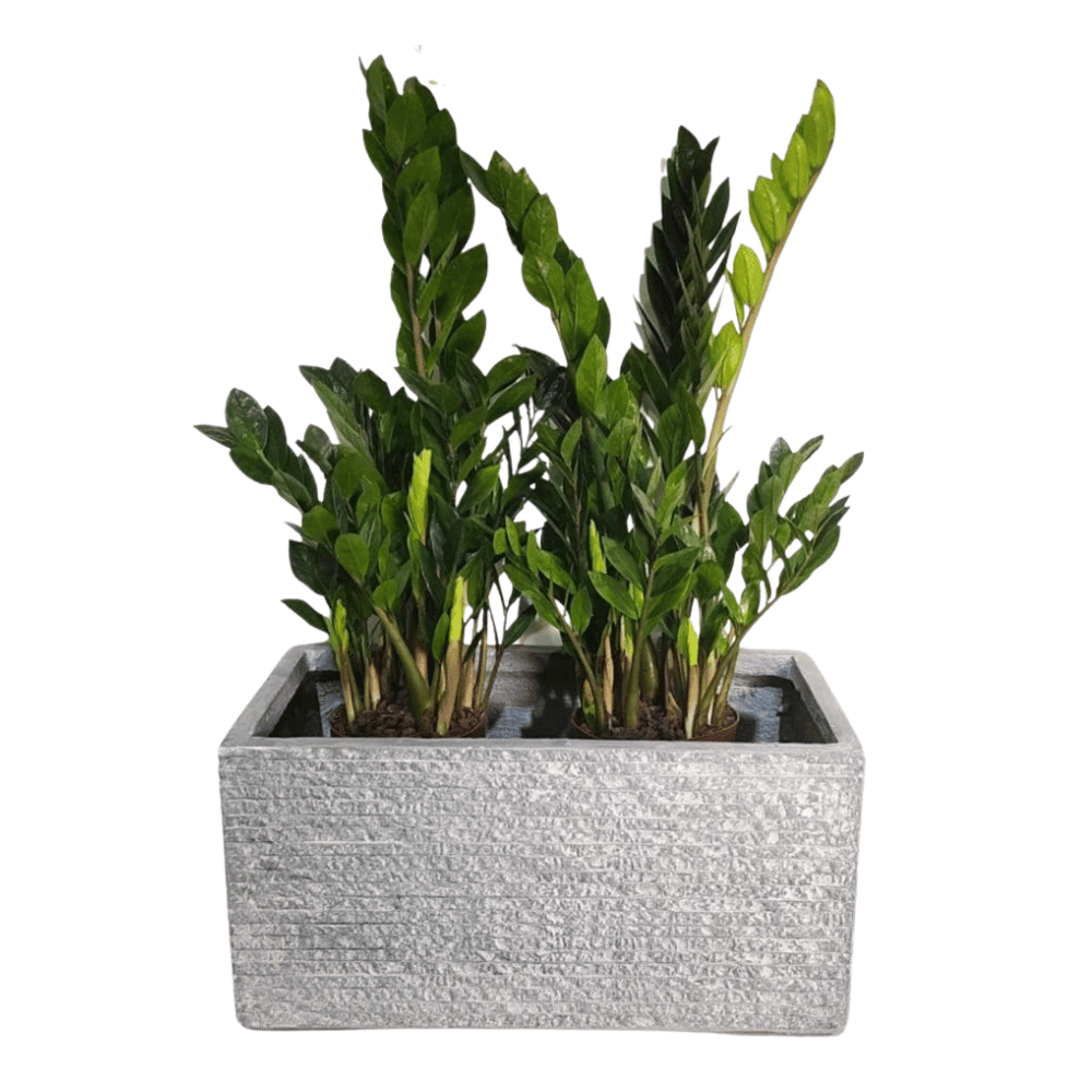 Rectangular Tropic – Graphite Pot (Fiber Clay) | 3 Sizes - Theleafylab