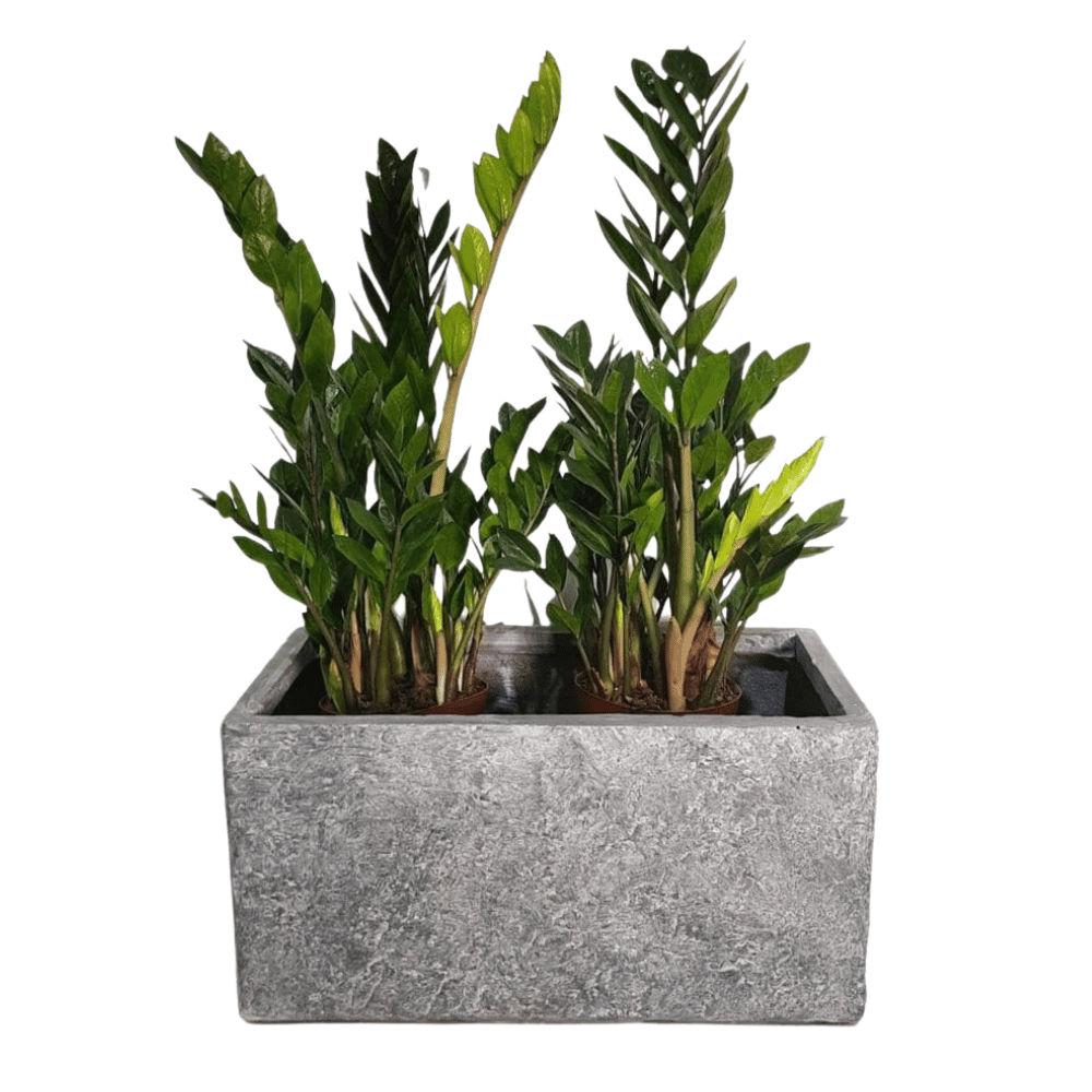 Rectangular Tropic – Grey Pot (Fiber Clay) | 3 Sizes - Theleafylab