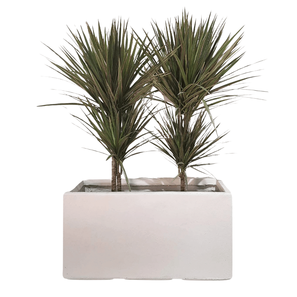 Rectangular – White Pot (Fiber Clay) | 3 Sizes - Theleafylab