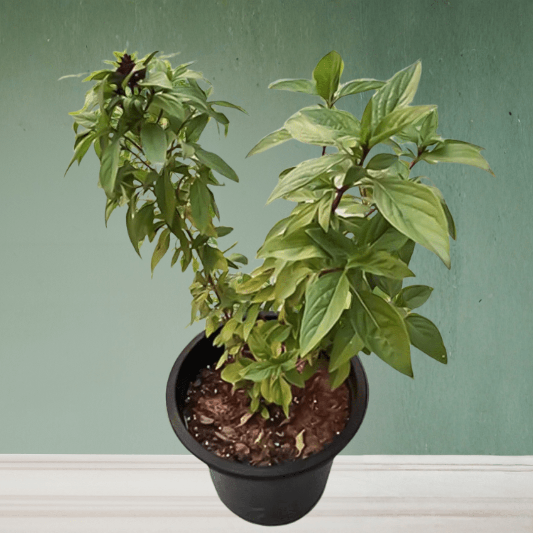 Rehan or basilicum, 10 - 20 cm - Theleafylab