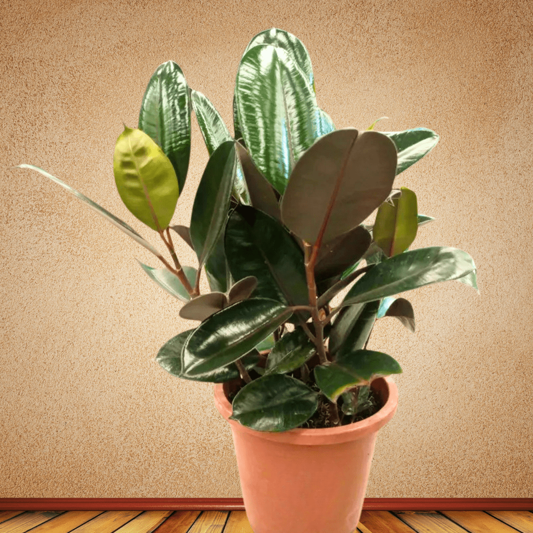 Rubber plant, 70 - 80 cm - Theleafylab