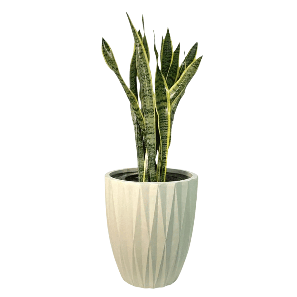 Seashell Beige Plant Pots (Fiber Clay) | 4 Sizes - Theleafylab