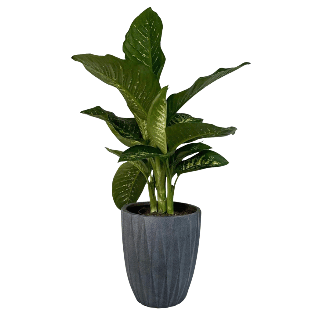 Seashell Grey Plant Pots (Fiber Clay) | 4 Sizes - Theleafylab