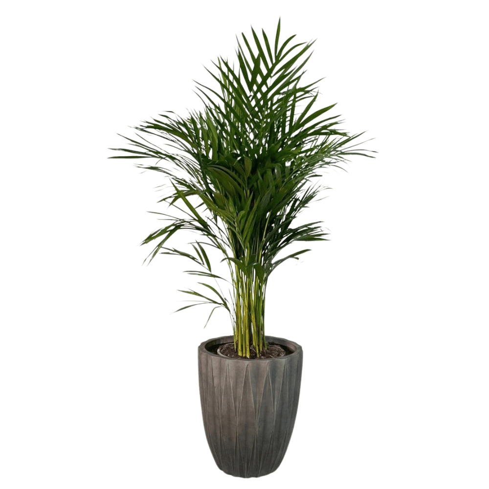 Seashell Light Grey Plant Pots (Fiber Clay) | 4 Sizes - Theleafylab