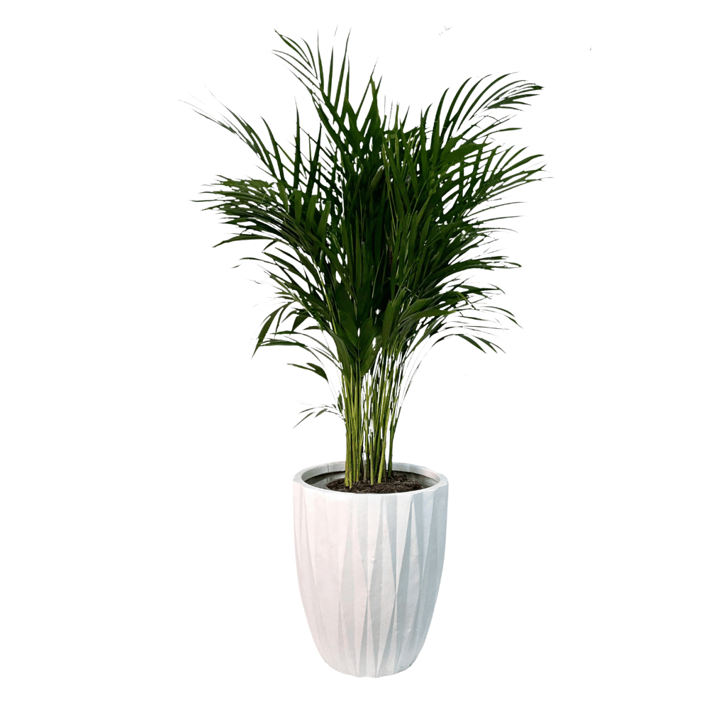 Seashell White Plant Pots (Fiber Clay) | 4 Sizes - Theleafylab