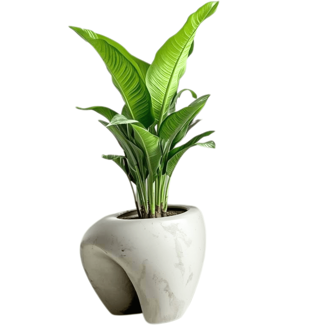 Shiza Designs, Plant Planters, Customizable - Theleafylab