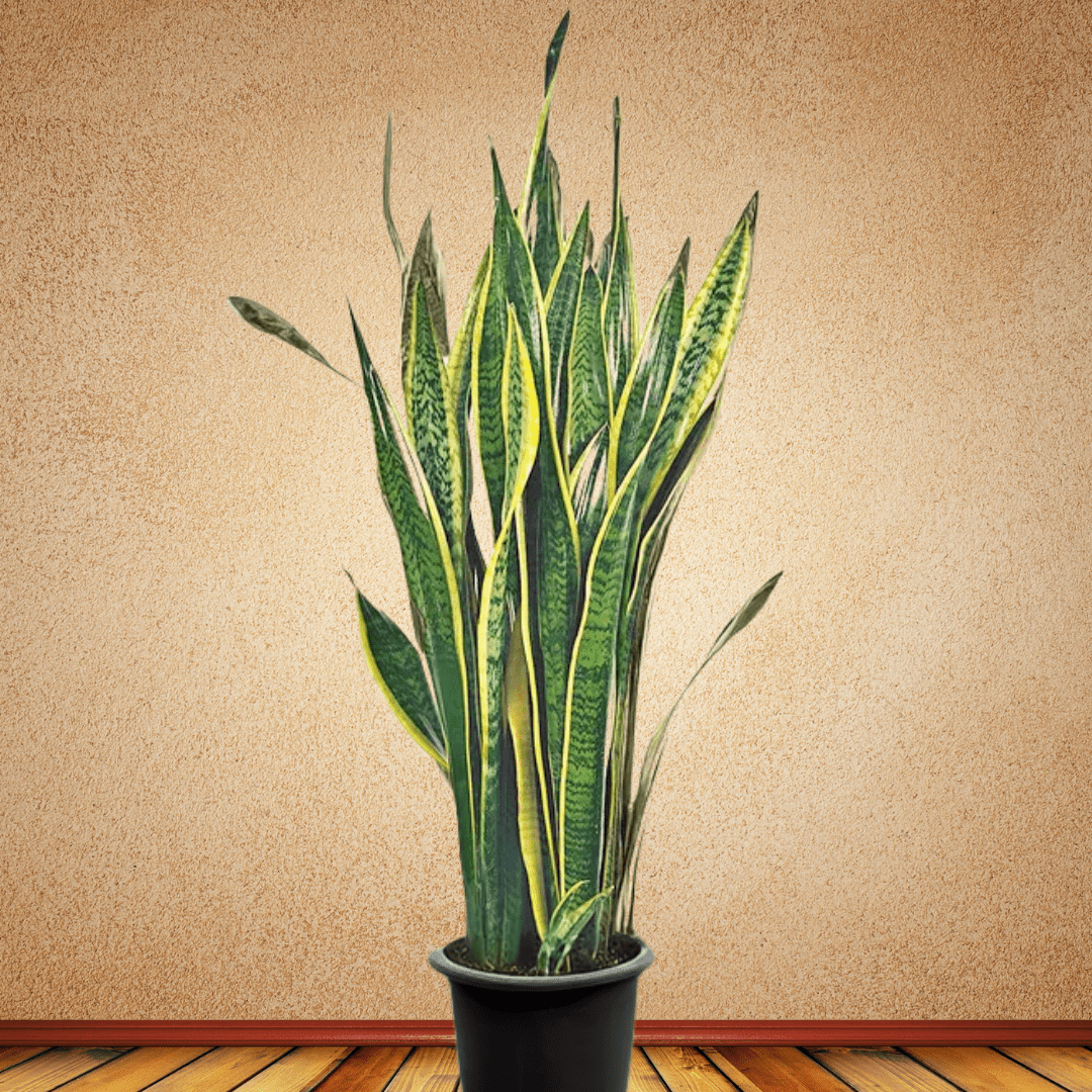 Snake Plant, 90 - 110 cm - Theleafylab