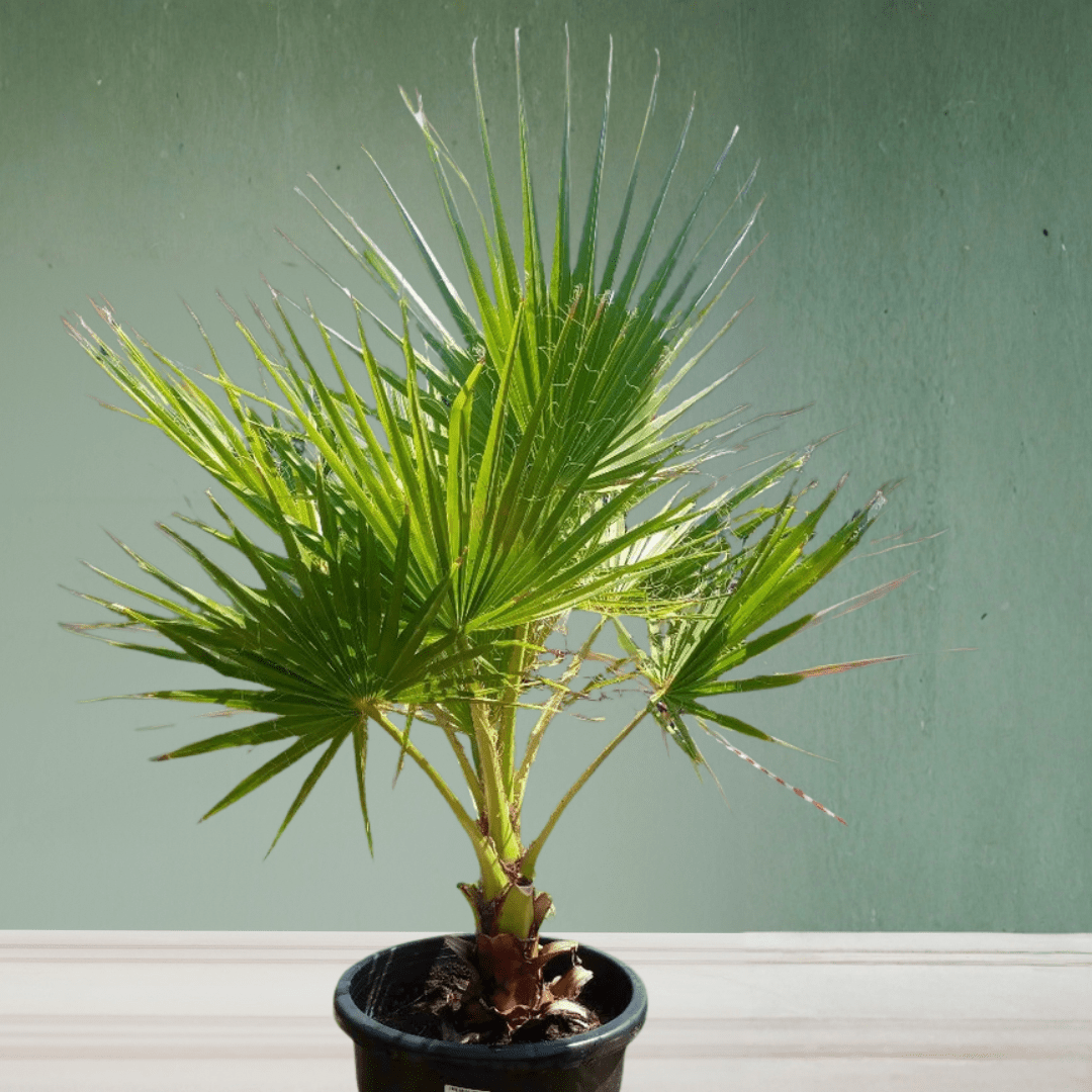 Washingtonia, 1 - 1.2 m - Theleafylab