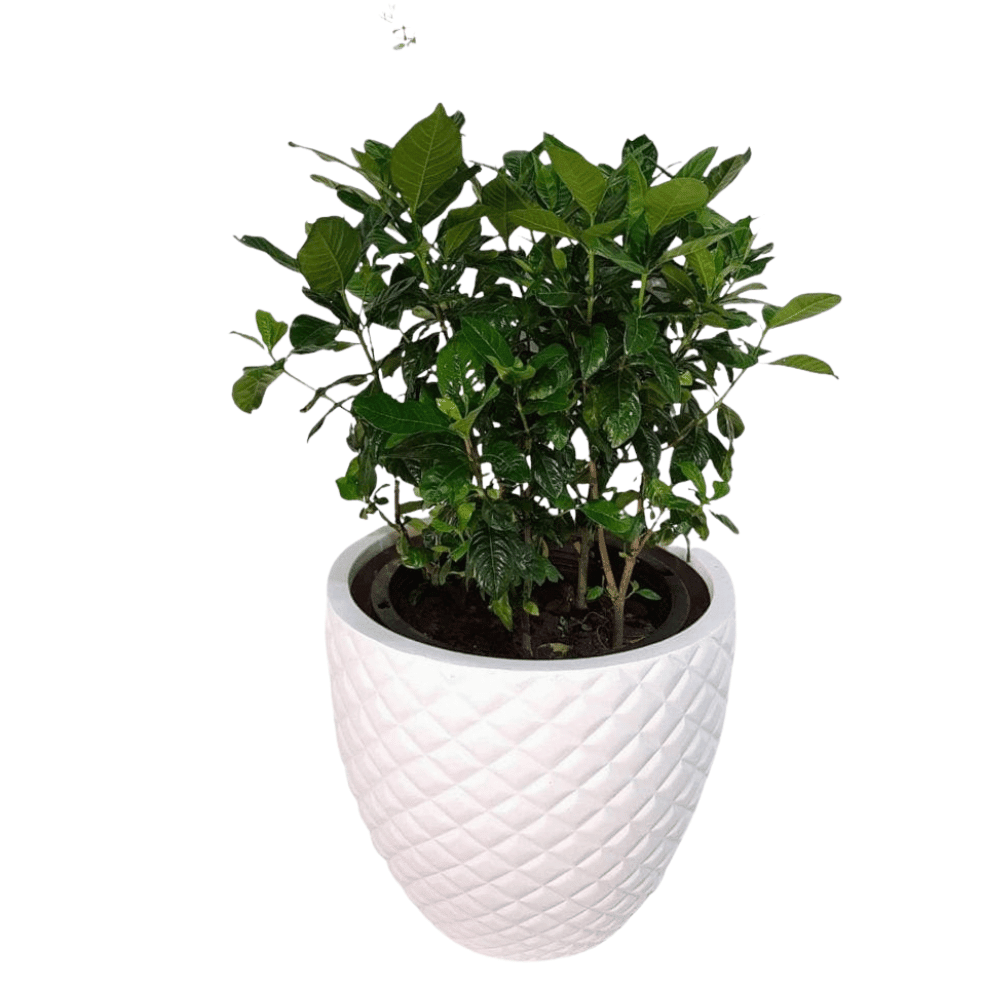 White Poly Pot (Fiberglass) | 4 Sizes - Theleafylab