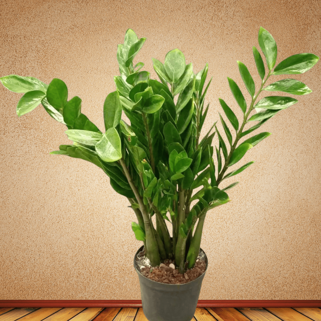 ZZ Plant, 80 - 90 cm - Theleafylab